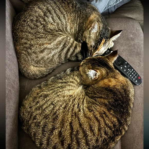 Poe & Taito (Potato) 🤎🖤 - Picture 7 of 10